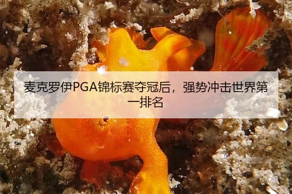 麦克罗伊PGA锦标赛夺冠后，强势冲击世界第一排名